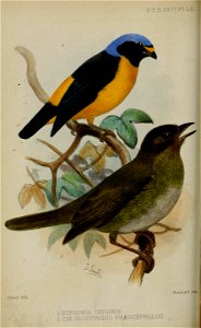 Up: Euphonia insignis = Euphonia cyanocephala insignis
Down: Chlorospingus phaeocephalus = Chlorospingus flavopectus ssp. phaeocephalus (or Chlorospingus ophthalmicus phaeocephalus)