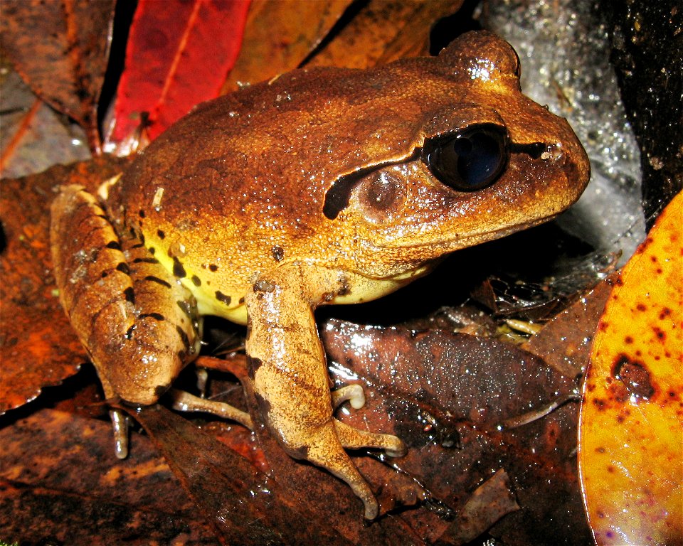 A male Great Barred Frog (Mixophyes fasciolatus).