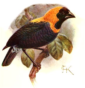 Euplectes gierowii ansorgei