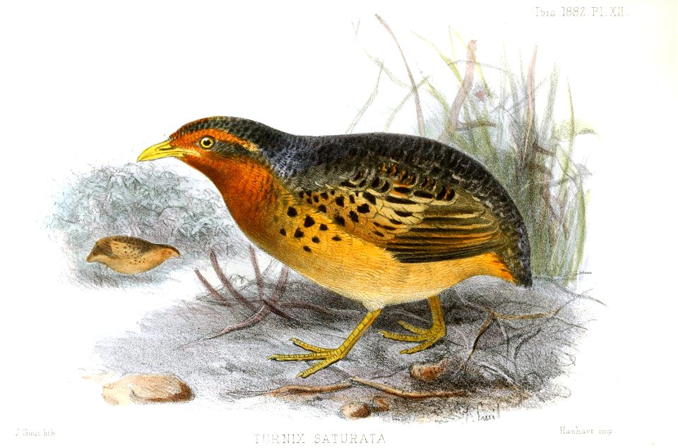 English:  « Turnix saturata » = Turnix maculosus saturatus (Subspecies of Red-backed buttonquail)Français :  « Turnix saturata » = Turnix maculosus saturat