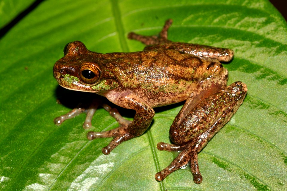 Photograph of Isthmohyla rivularis by Andrew Gray. Photograph taken at Monteverde, Costa Rica, 2007.