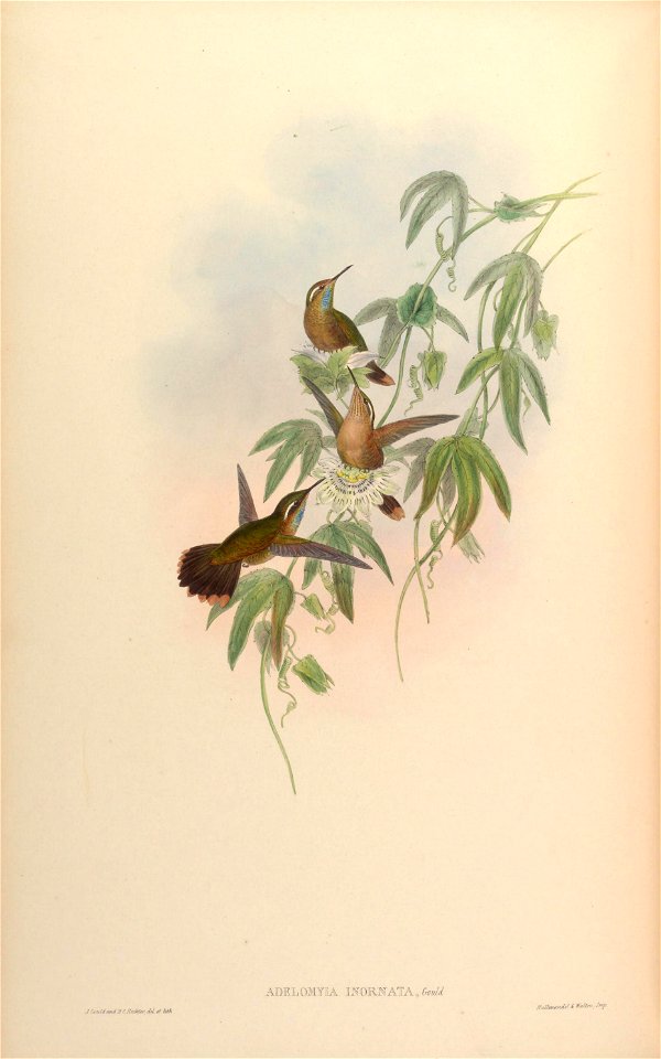 Adelomyia inornata = Adelomyia melanogenys inornata [1]