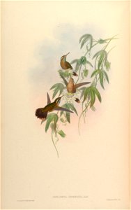 Adelomyia inornata = Adelomyia melanogenys inornata [1]