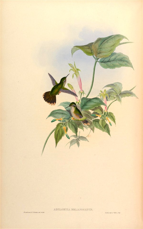 Adelomyia melanogenys [1]