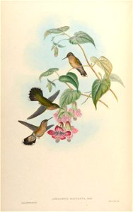 Adelomyia maculata =  Adelomyia melanogenys maculata [1]