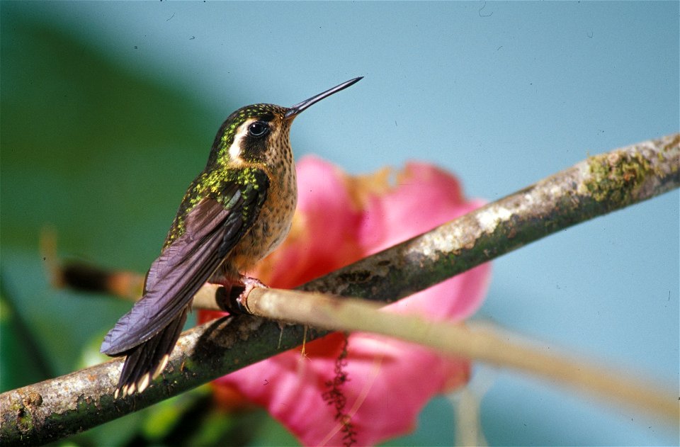 Speckled hummingbird (Adelomyia melanogenys) at Cordillera del Cóndor, Ecuador.
