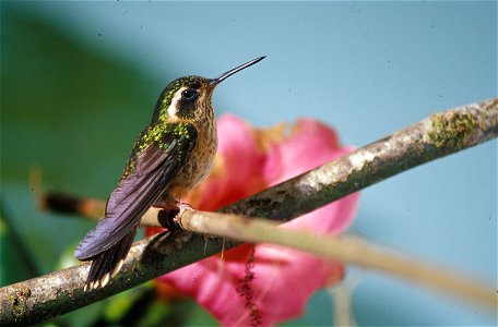 Speckled hummingbird (Adelomyia melanogenys) at Cordillera del Cóndor, Ecuador.