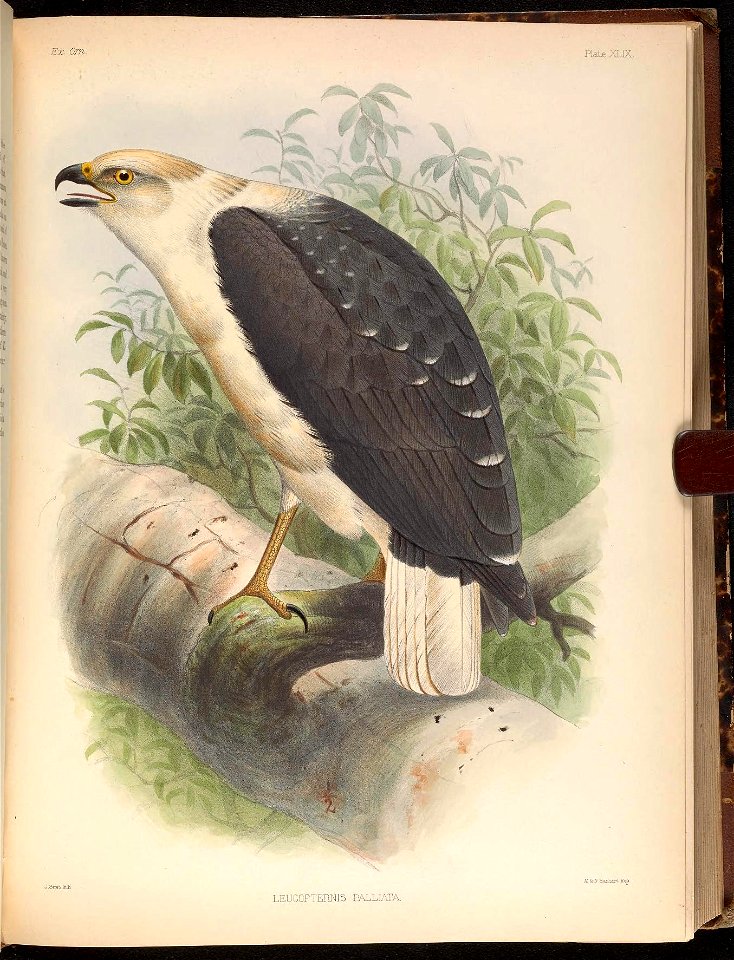 Ex. Om. 
Plate XLJX 
M &K Harihart imp. 

LEUCOPTERMS PALLIATA.