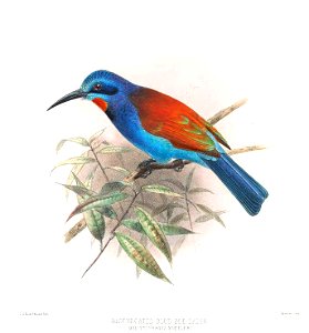 Melittophagus muelleri