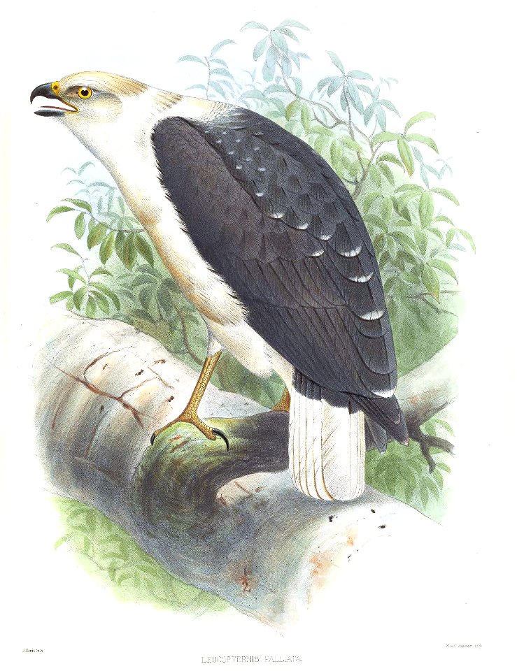 Leucopternis palliata= Pseudastur polionotus