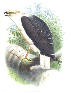 Leucopternis palliata= Pseudastur polionotus