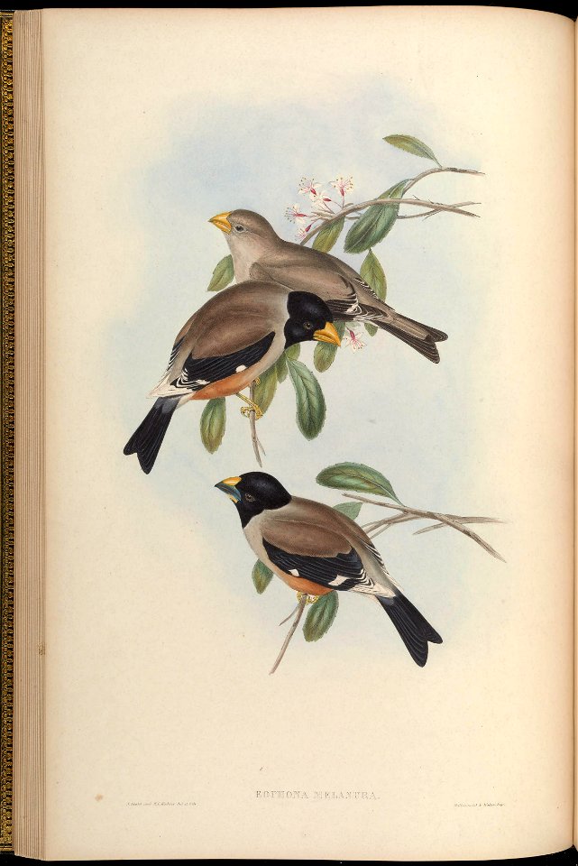 Eophona melanura = Eophona migratoria[1]
