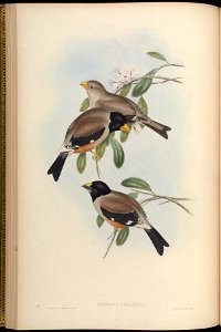Eophona melanura = Eophona migratoria[1]