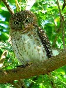 This photo of a Cuban Pygmy Owl (Glaucidium siju) was taken by Navy Petty Officer 1st Class Marty Parsons in May 2008 across from the Naval Station’s Tierra Kay housing complex. It took two weeks for photo