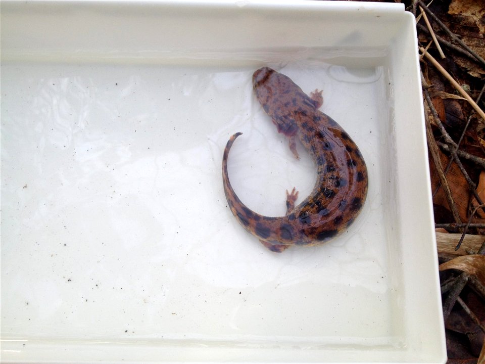 A Neuse River waterdog (Necturus lewisi). These aquatic salamanders are indicators of healthy water since they’re sensitive to low oxygen and polluted waters. The cold doesn’t bother them though. Near