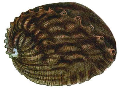 Haliotis gigantea Gmelin, 1791; family Haliotidae