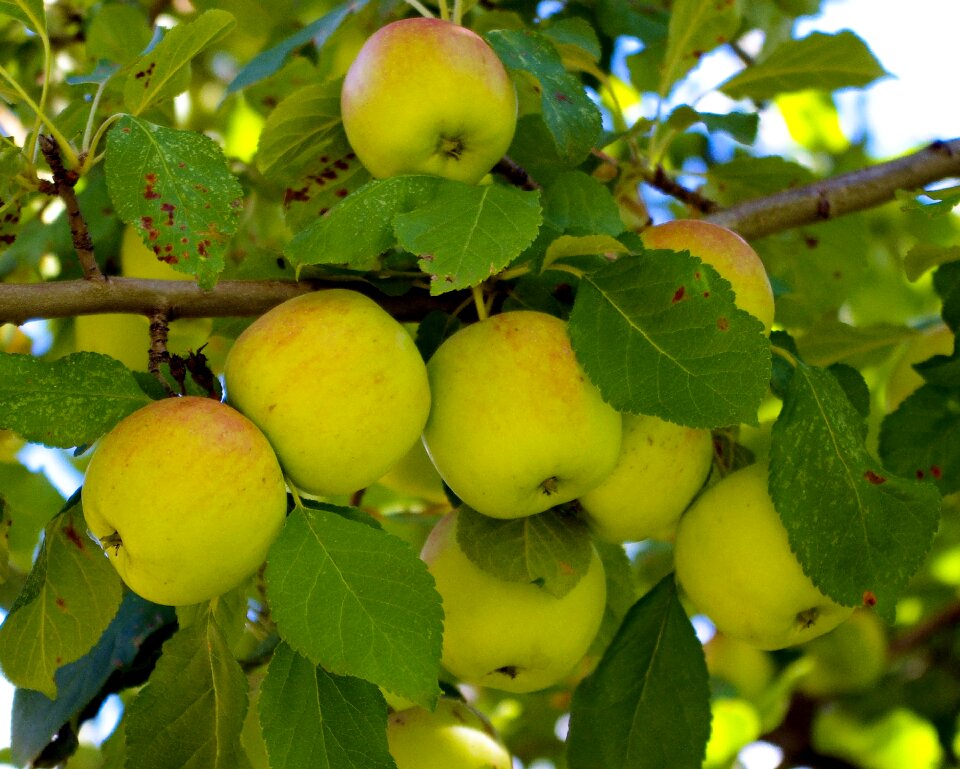 Fruit apple healthy