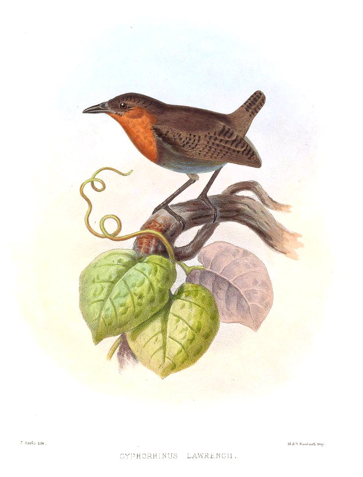Cyphorhinus lawrencii = Cyphorhinus phaeocephalus lawrencii