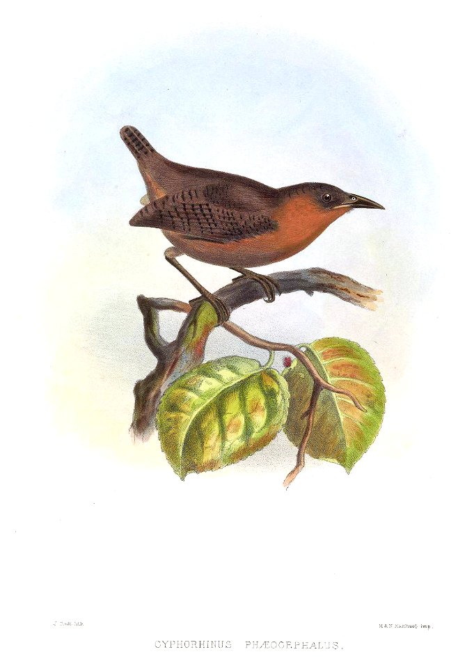 Cyphorhinus phaeocephalus