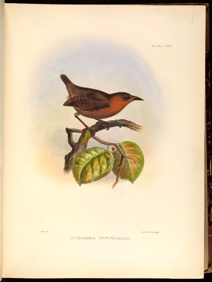 EocOrn,. XXI L 
J Smit Jjth. 
M.ScN Hauihai.b 

CYPHORHINUS PHv£OGEPHALU S .