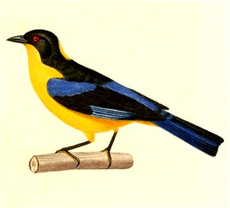 English:  « Tachyphonus flavinucha » = Anisognathus somptuosus (Blue-winged Mountain Tanager)Français :  « Tachyphonus flavinucha » = Anisognathus somptuos