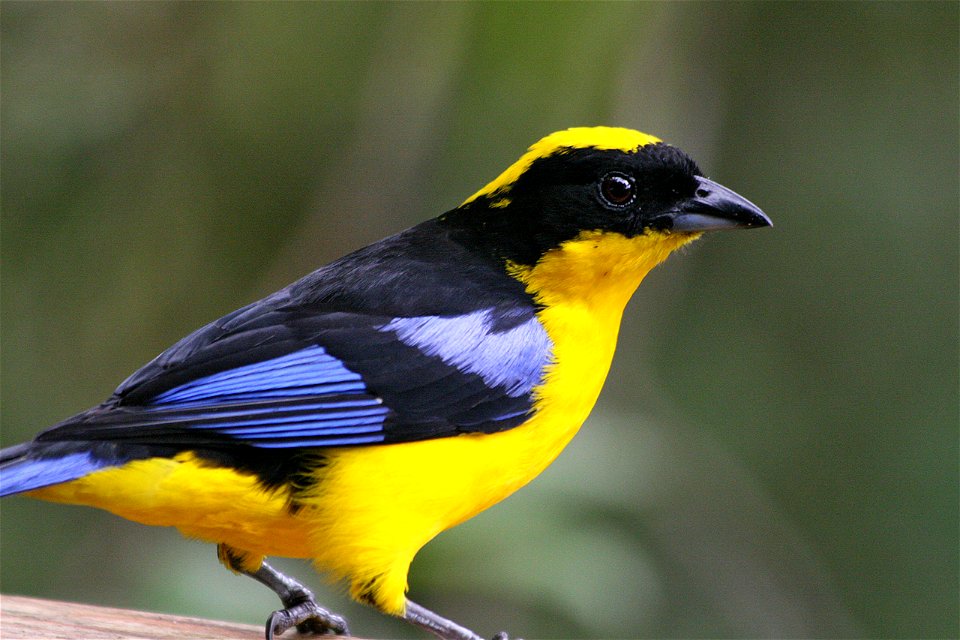 Blue-winged Mountain Tanager Anisognathus somptuosus photographed by Tad Boniecki at the Bellavista cloud forest, Ecuador in February 2007.
Article Blue-winged Mountain-tanager