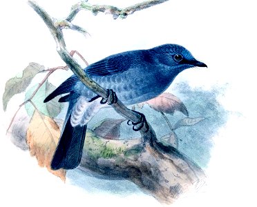 Stoparola sordida = Eumyias sordidus