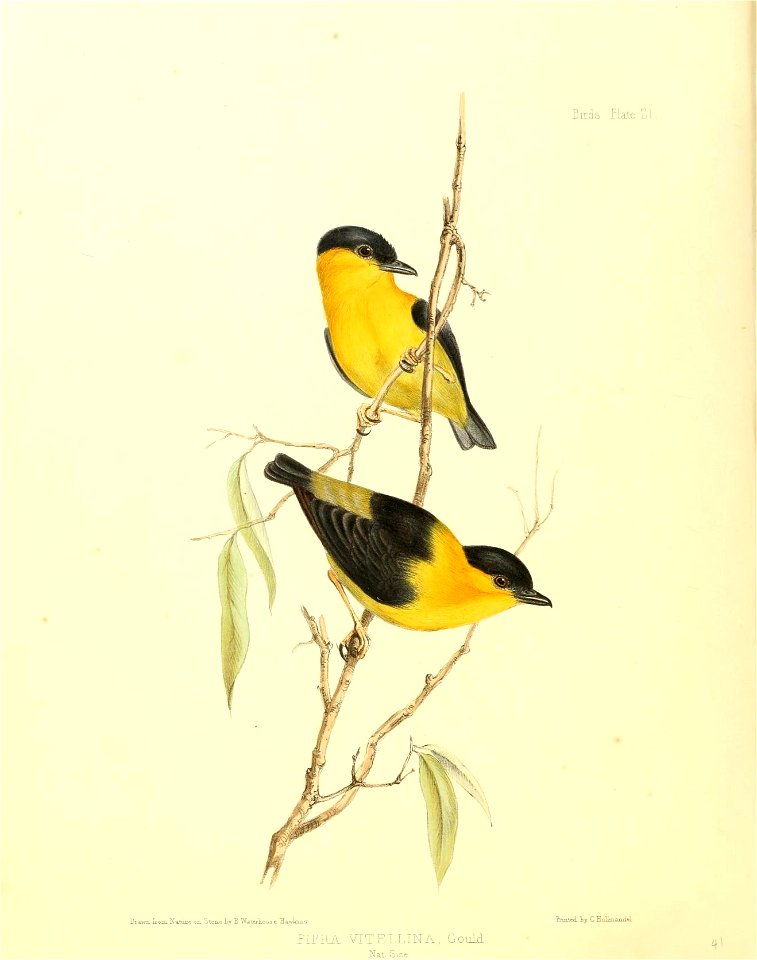 Bui 
Drawn, rrom. Nature on. Stone Ly B Waterkouse H a win r. s 
PIP HA VTTELLINA, Gould 
Nat. 

Printed, iy C HuHmanAel