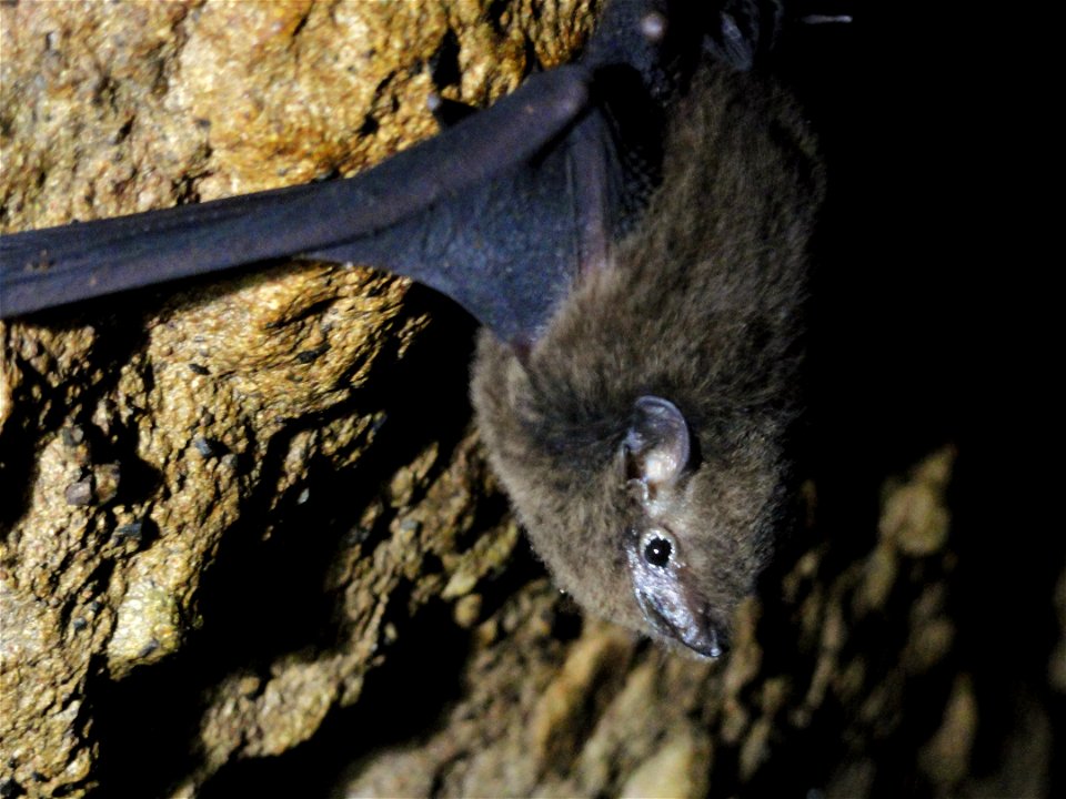 The Pacific sheath-tailed bat, also known as the peapea vai (Emballonura semicaudata semicaudata), is likely extirpated from American Samoa, but is known to occur in Samoa, Fiji, Tonga and Vanuatu in 