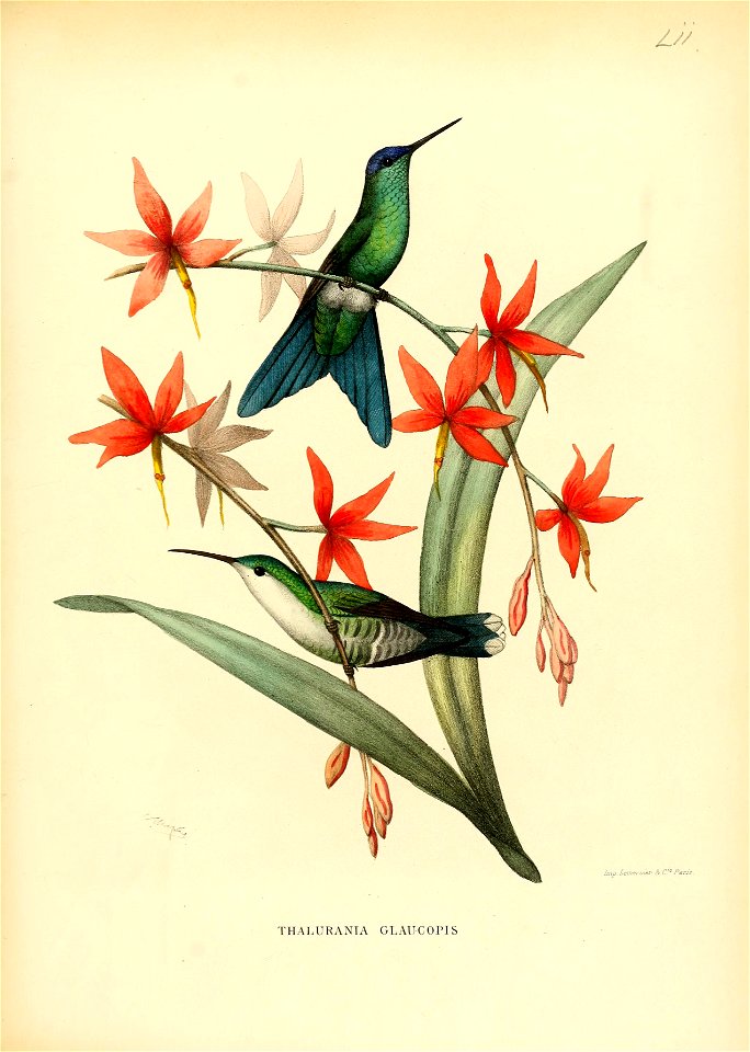 Thalurania glaucopis