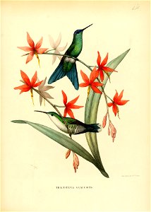 Thalurania glaucopis