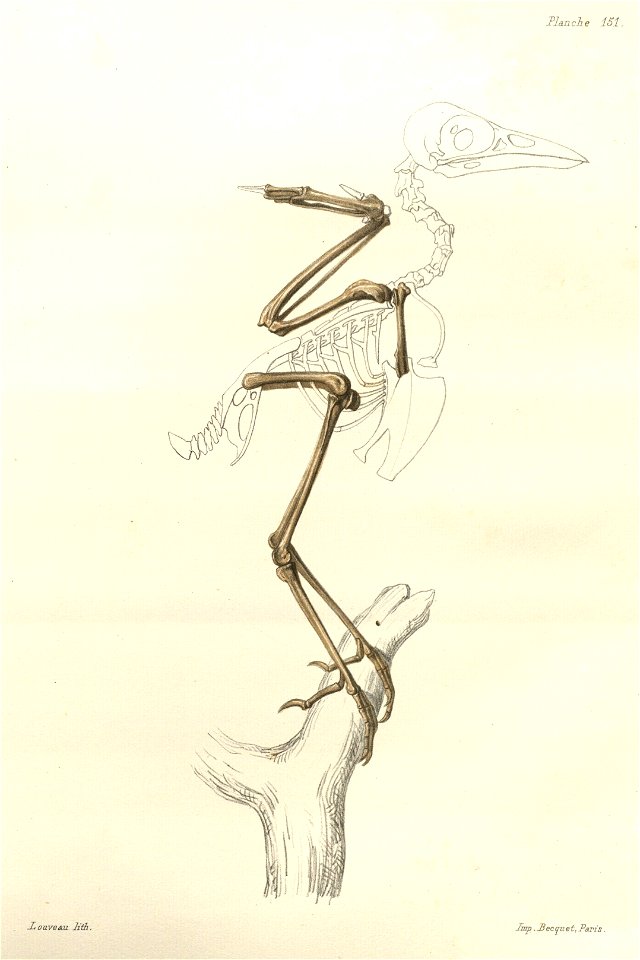 Plate 151 from Aphonse Milne-Edwards' Recherches Anatomiques et Paléontologiques depicting a reconstruction of the skeleton of Miocorvus larteti. Dark areas show the obtained bone material, light area
