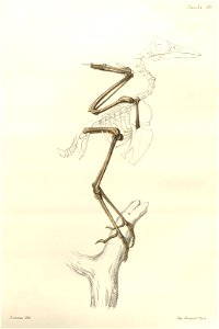 Plate 151 from Aphonse Milne-Edwards' Recherches Anatomiques et Paléontologiques depicting a reconstruction of the skeleton of Miocorvus larteti. Dark areas show the obtained bone material, light area