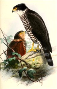 English:  « Accipiter collaris » = Accipiter collaris (Semicollared Hawk)Français :  « Accipiter collaris » = Accipiter collaris (Épervier à collier interr