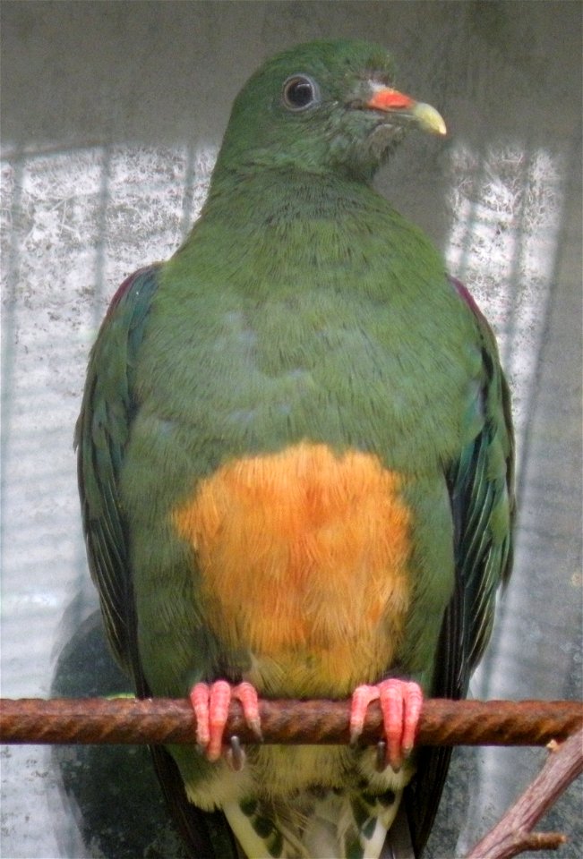An Orange-Bellied Fruit-Dove (Ptilinopus iozonus)