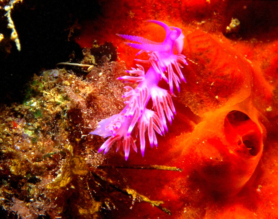 Flabellina affinis (Gmelin, 1791) - Banyuls-sur-Mer : 08/1983