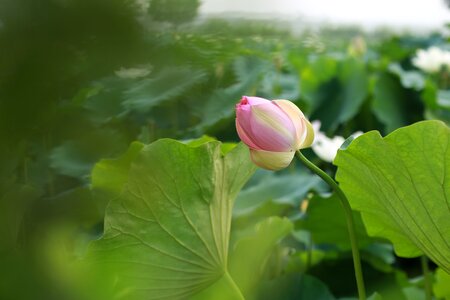 Nature flowers plants