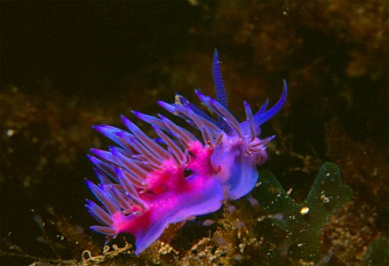 Flabellina affinis