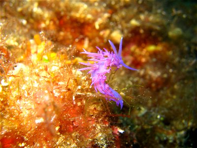 An image showing a sea snail. This image was awarded in Croatian Wikipedija as the Image of the Week.