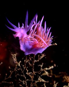 .Flabellina affinis (Gmelin, 1791) - Banyuls-sur-Mer : 07/1992