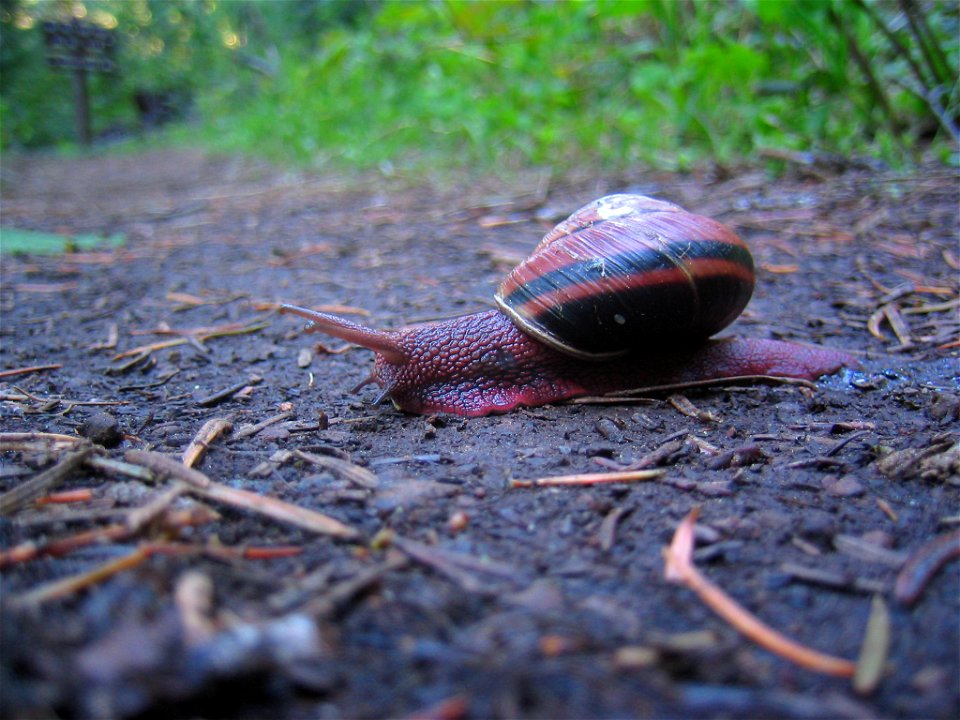 Oregon Caves National Monument snail picture from image library