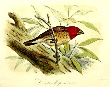 English:  « Ploceus erythrops » = Quelea erythrops (Red-headed quelea)Français :  « Ploceus erythrops » = Quelea erythrops (Travailleur à tête rouge)