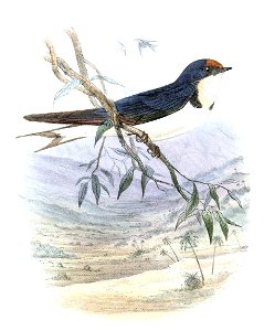 « Hirundo aethiopica » = Hirundo aethiopica (Ethiopian Swallow)