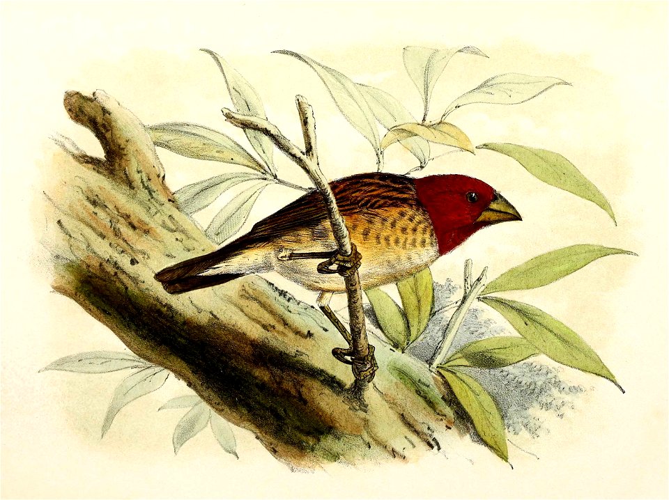 English:  « Ploceus erythrops » = Quelea erythrops (Red-headed quelea)Français :  « Ploceus erythrops » = Quelea erythrops (Travailleur à tête rouge)