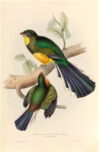Apalharpactes reinwardtii - A monograph of the Trogonidae, or family of trogons
