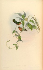 Leucippus fallax