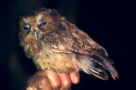 Cinnamon Screech-owl (Megascops petersoni) in Ecuador photo