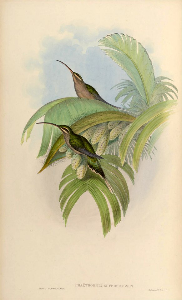Phaethornis superciliosus
