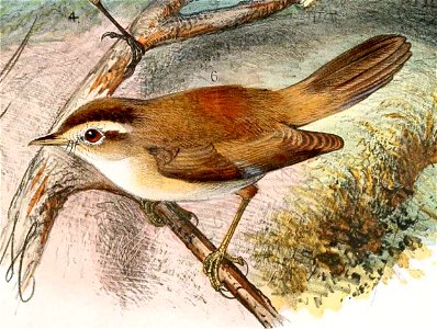 English:  « Acrocephalus (Calamodus) bistrigiceps » = Acrocephalus bistrigiceps (Black-browed reed warbler) - maleFrançais :  « Acrocephalus (Calamodus) bistrig