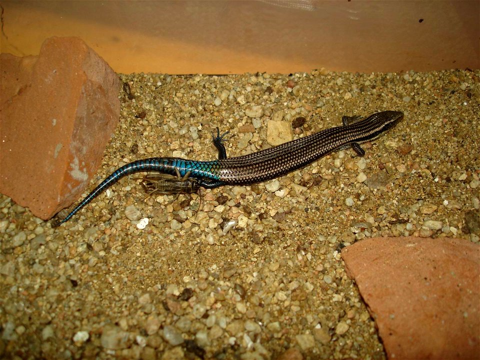 Gran Canaria Skink, Chalcides sexlineatus
